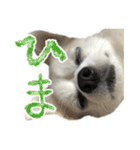 賢賢犬（かしこかしこドッグ）4（個別スタンプ：12）