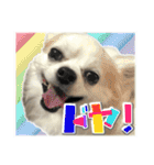 賢賢犬（かしこかしこドッグ）4（個別スタンプ：13）