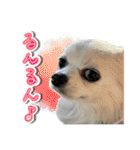 賢賢犬（かしこかしこドッグ）4（個別スタンプ：14）