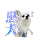 賢賢犬（かしこかしこドッグ）4（個別スタンプ：16）