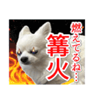 賢賢犬（かしこかしこドッグ）4（個別スタンプ：17）