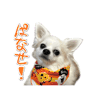 賢賢犬（かしこかしこドッグ）4（個別スタンプ：18）