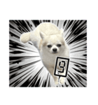 賢賢犬（かしこかしこドッグ）4（個別スタンプ：19）