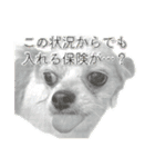 賢賢犬（かしこかしこドッグ）4（個別スタンプ：20）