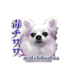 賢賢犬（かしこかしこドッグ）4（個別スタンプ：21）