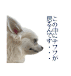賢賢犬（かしこかしこドッグ）4（個別スタンプ：22）