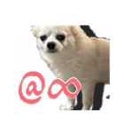 賢賢犬（かしこかしこドッグ）4（個別スタンプ：23）