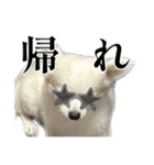 賢賢犬（かしこかしこドッグ）4（個別スタンプ：25）