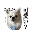 賢賢犬（かしこかしこドッグ）4（個別スタンプ：26）