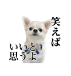 賢賢犬（かしこかしこドッグ）4（個別スタンプ：27）