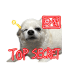 賢賢犬（かしこかしこドッグ）4（個別スタンプ：28）