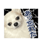 賢賢犬（かしこかしこドッグ）4（個別スタンプ：30）