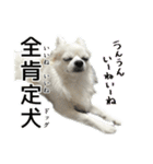 賢賢犬（かしこかしこドッグ）4（個別スタンプ：31）
