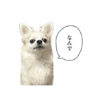 賢賢犬（かしこかしこドッグ）4（個別スタンプ：32）