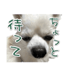 賢賢犬（かしこかしこドッグ）4（個別スタンプ：33）
