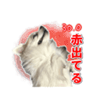 賢賢犬（かしこかしこドッグ）4（個別スタンプ：34）
