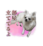 賢賢犬（かしこかしこドッグ）4（個別スタンプ：35）