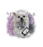 賢賢犬（かしこかしこドッグ）4（個別スタンプ：36）
