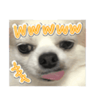 賢賢犬（かしこかしこドッグ）4（個別スタンプ：37）