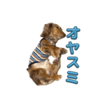 ぼく、りゅうちゃん（メッセージあり）！！（個別スタンプ：6）