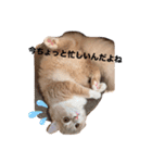 だいじぃぃん 公開（個別スタンプ：6）