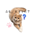 だいじぃぃん 公開（個別スタンプ：7）