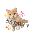 だいじぃぃん 公開（個別スタンプ：10）