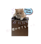 だいじぃぃん 公開（個別スタンプ：11）