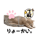 だいじぃぃん 公開（個別スタンプ：18）