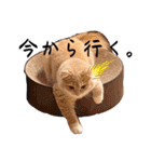 だいじぃぃん 公開（個別スタンプ：25）