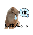 だいじぃぃん 公開（個別スタンプ：29）