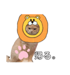 だいじぃぃん 公開（個別スタンプ：33）