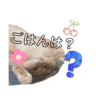 だいじぃぃん 公開（個別スタンプ：36）