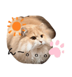 だいじぃぃん 公開（個別スタンプ：37）