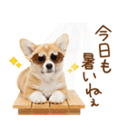 ゆるかわ！コーギーの日常スタンプ（個別スタンプ：3）