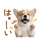 ゆるかわ！コーギーの日常スタンプ（個別スタンプ：9）