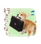 ゆるかわ！コーギーの日常スタンプ（個別スタンプ：12）