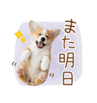 ゆるかわ！コーギーの日常スタンプ（個別スタンプ：14）