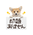 ゆるかわ！コーギーの日常スタンプ（個別スタンプ：16）