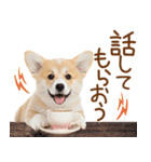 ゆるかわ！コーギーの日常スタンプ（個別スタンプ：17）