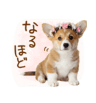 ゆるかわ！コーギーの日常スタンプ（個別スタンプ：18）