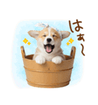 ゆるかわ！コーギーの日常スタンプ（個別スタンプ：19）