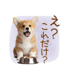 ゆるかわ！コーギーの日常スタンプ（個別スタンプ：20）