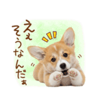 ゆるかわ！コーギーの日常スタンプ（個別スタンプ：21）