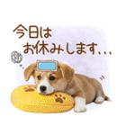 ゆるかわ！コーギーの日常スタンプ（個別スタンプ：22）