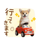 ゆるかわ！コーギーの日常スタンプ（個別スタンプ：23）