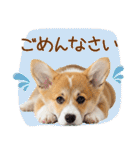 ゆるかわ！コーギーの日常スタンプ（個別スタンプ：25）