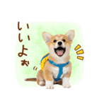 ゆるかわ！コーギーの日常スタンプ（個別スタンプ：26）
