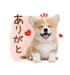 ゆるかわ！コーギーの日常スタンプ（個別スタンプ：28）