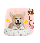 ゆるかわ！コーギーの日常スタンプ（個別スタンプ：31）